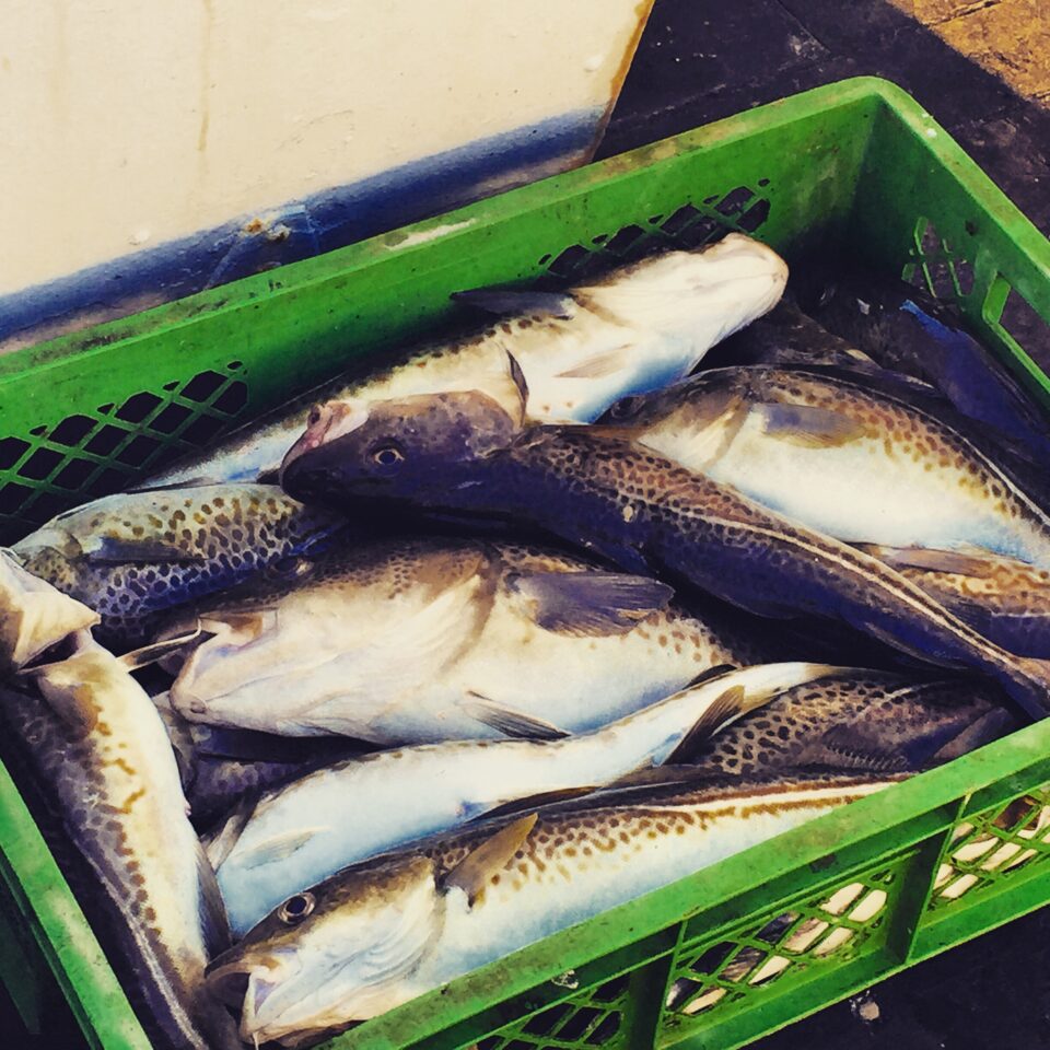 Hochseeangeln auf der Ostsee