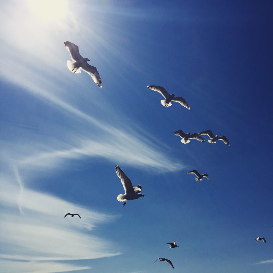 Hochseeangeln auf der Ostsee