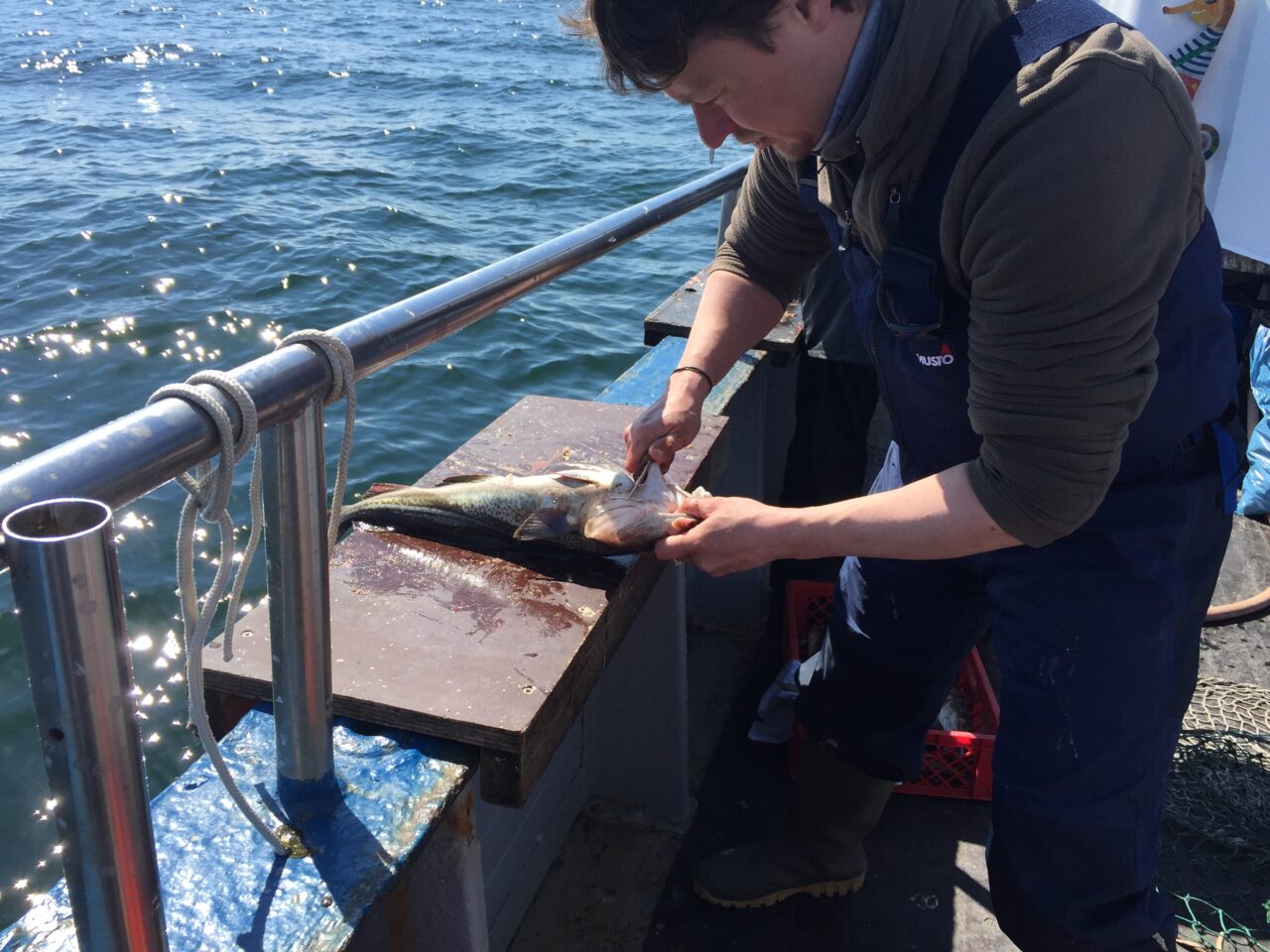 Hochseeangeln auf der Ostsee