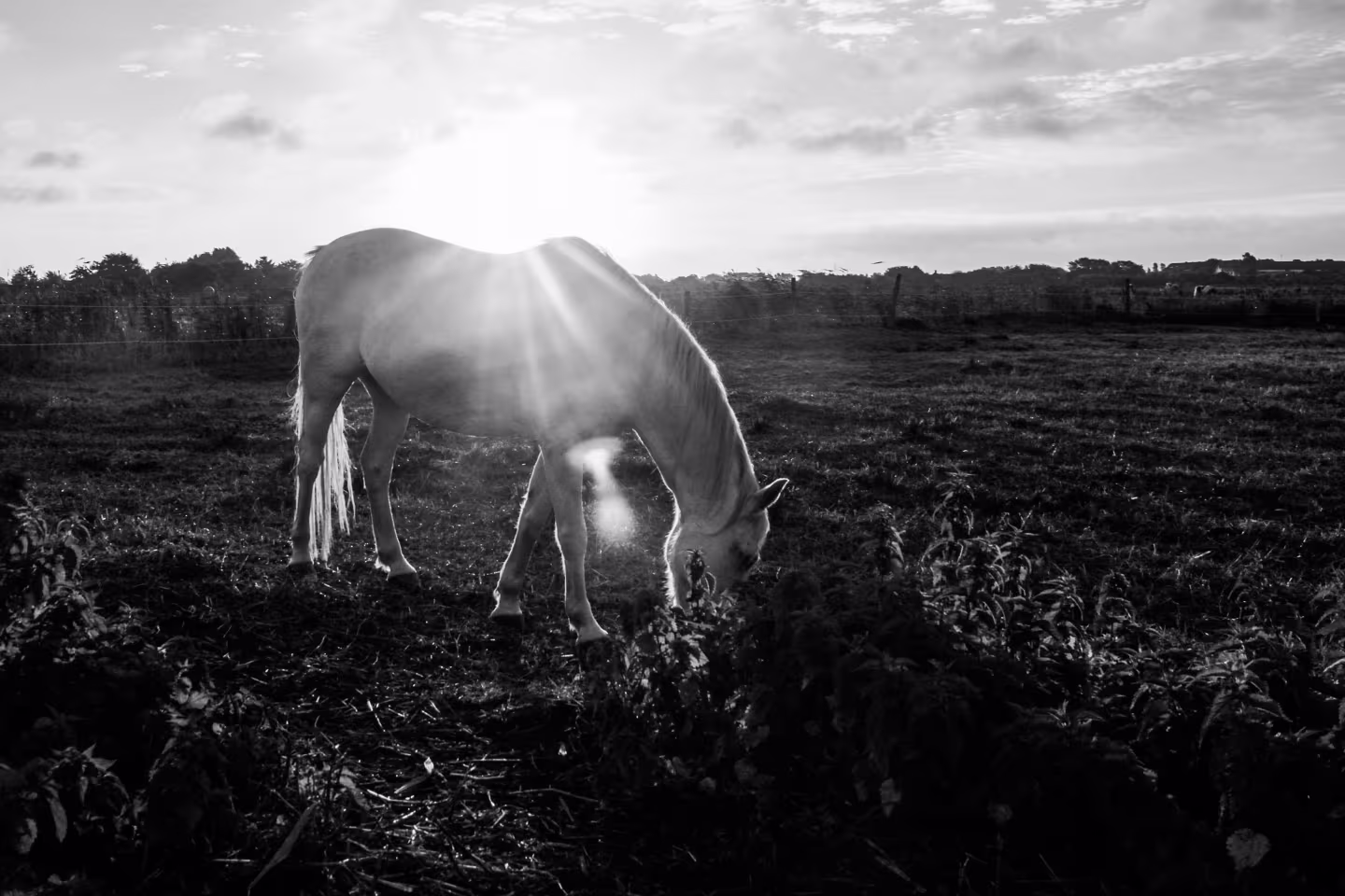 Herbstlicht am Wattenmeer