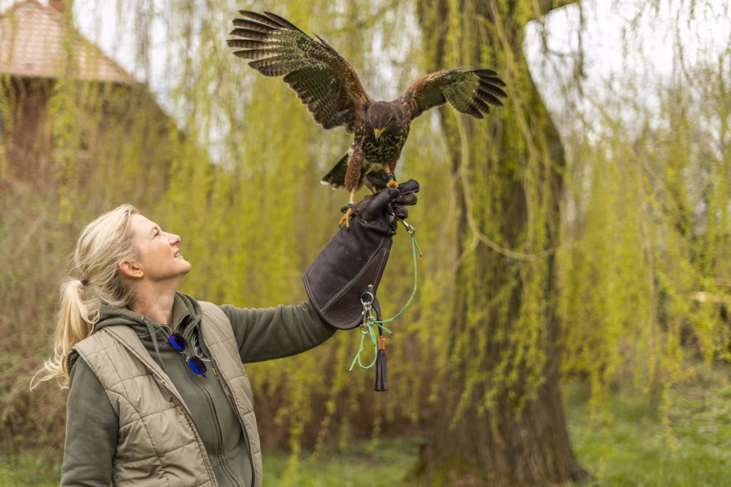 Bussard Rufus im Biologieunterricht