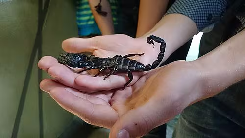 Biologieexkursion nach Dresden Biologieexkursion nach Dresden