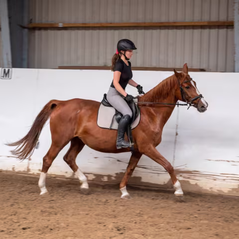Reiten: Sport im privaten Internatsgymnasium Torgelow am See Reiten: Sport im privaten Internatsgymnasium Torgelow am See